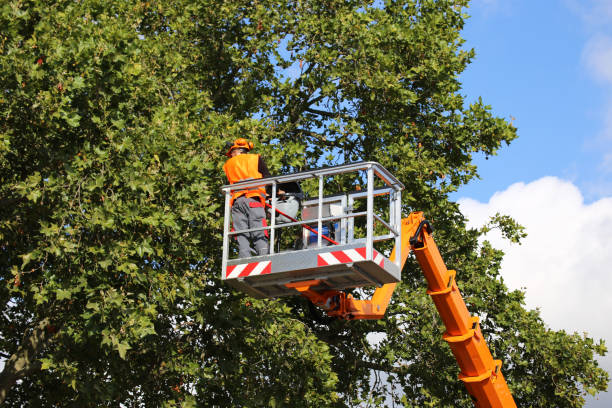 Trusted North Star, DE  Tree Services Experts