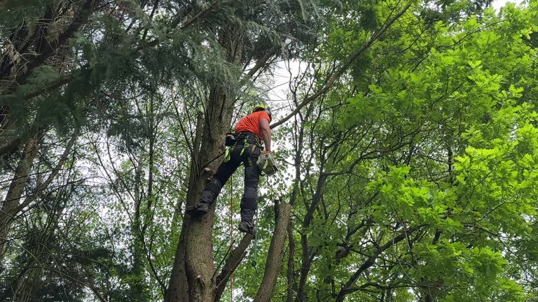 Why Choose Our Tree Removal Services in North Star, DE?