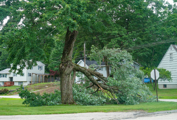 Best Tree Trimming and Pruning  in North Star, DE